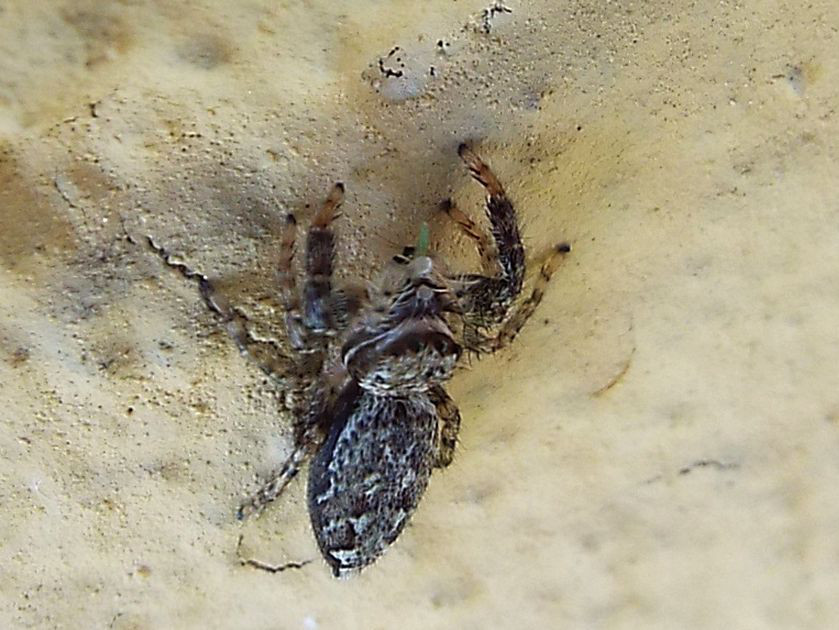 Marpissa muscosa - Cazzago Brabbia (VA)