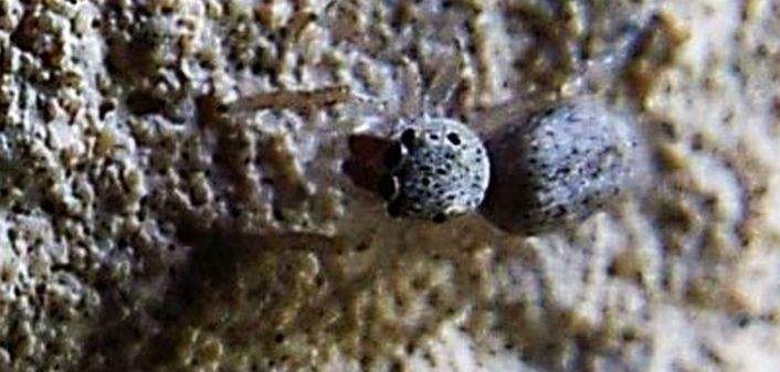 Salticidae: cfr. giovane Salticus sp.