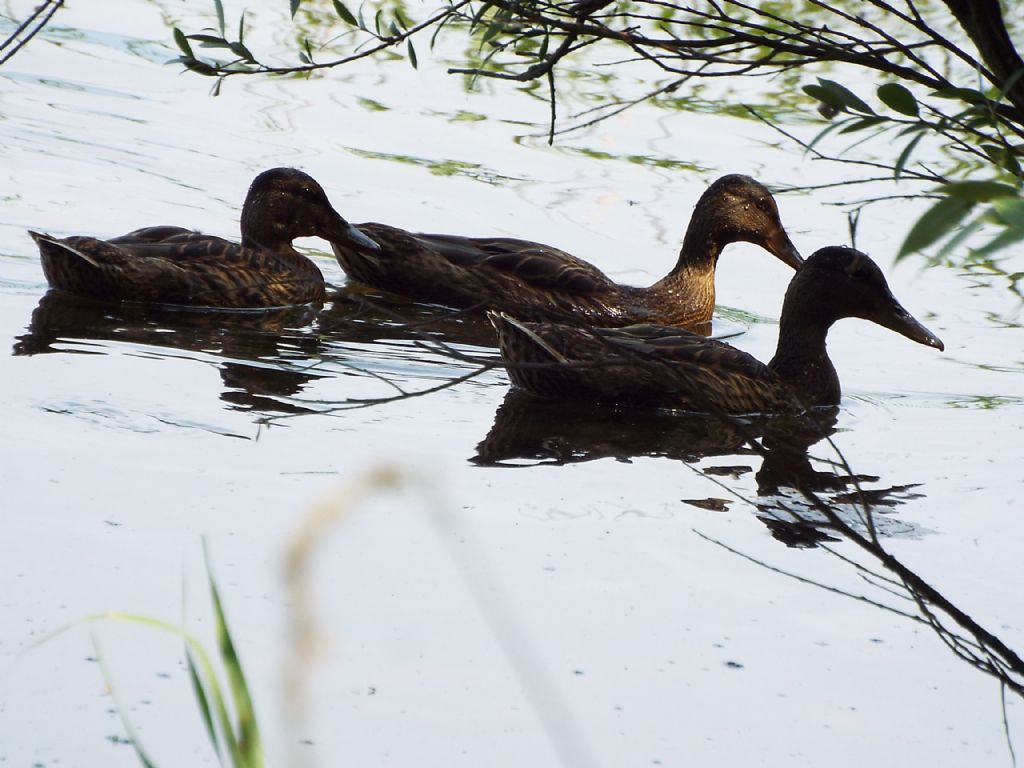 Germani reali (Anas platyrhynchos) maschi e femmine nel periodo di muta