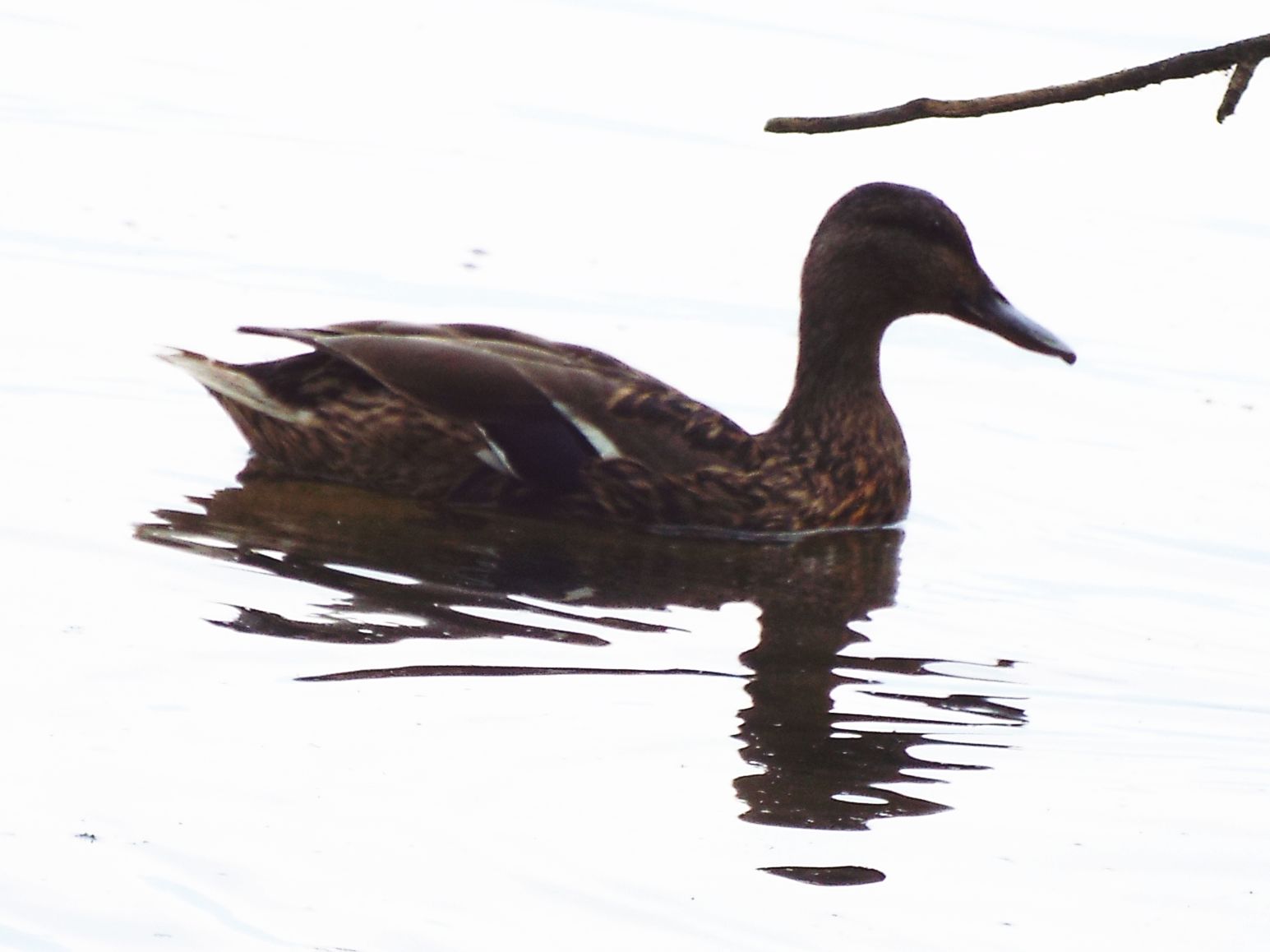 Germani reali (Anas platyrhynchos) maschi e femmine nel periodo di muta