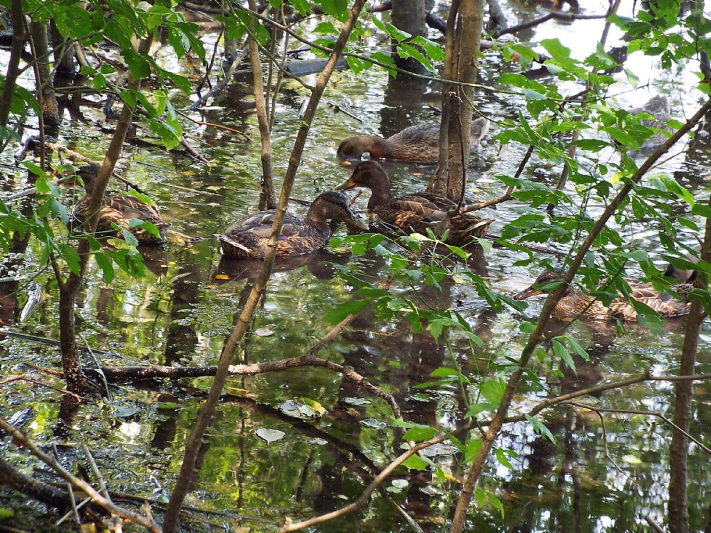 Germani reali (Anas platyrhynchos) maschi e femmine nel periodo di muta