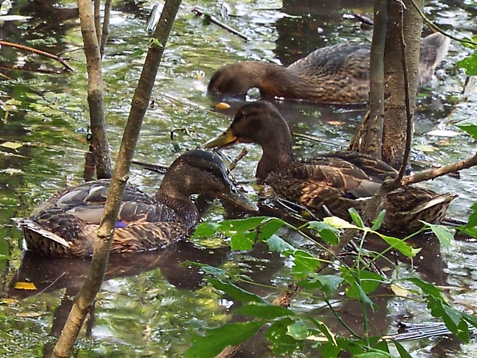 Germani reali (Anas platyrhynchos) maschi e femmine nel periodo di muta