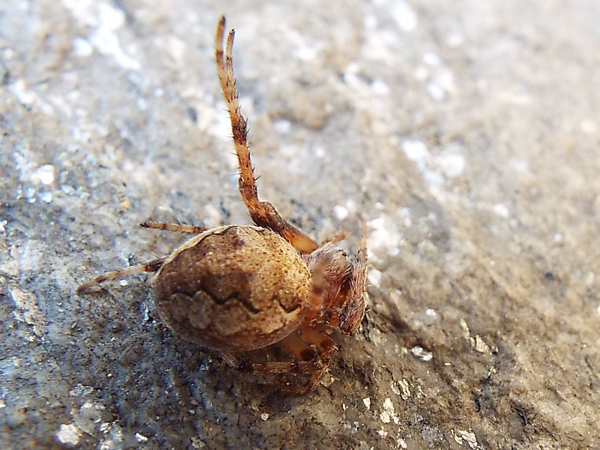 Philodromus sp. e Larinioides sp. prede di Imenottero (cfr. Sceliphron caementarium)