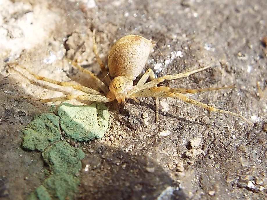 Philodromus sp. e Larinioides sp. prede di Imenottero (cfr. Sceliphron caementarium)
