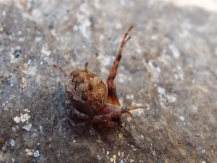 Philodromus sp. e Larinioides sp. prede di Imenottero (cfr. Sceliphron caementarium)
