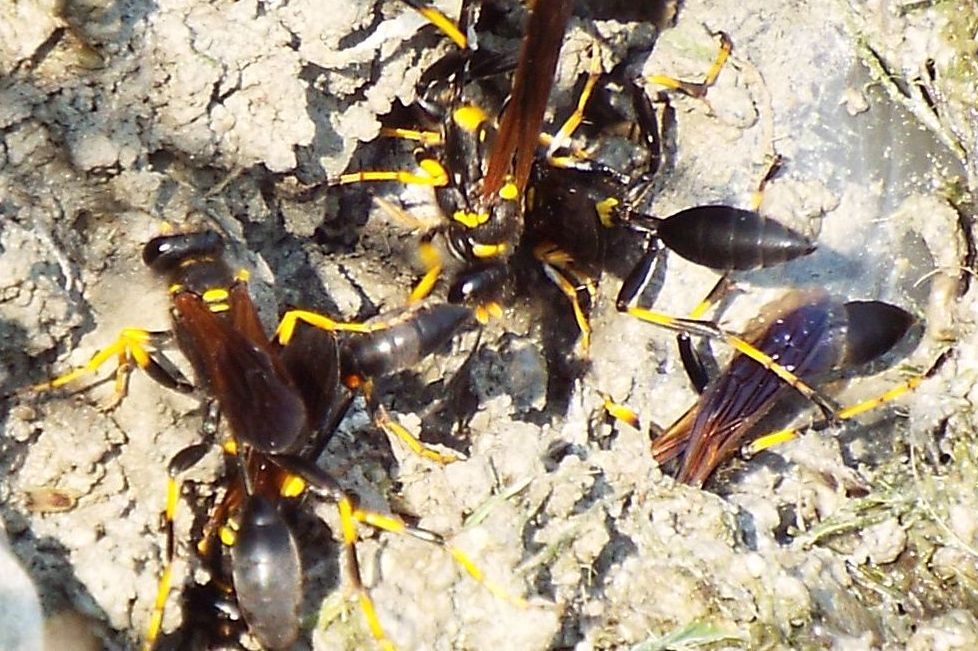 Sphecidae da id.: Sceliphron caementarium