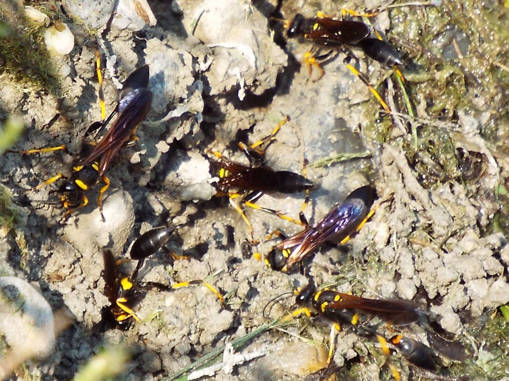 Sphecidae da id.: Sceliphron caementarium