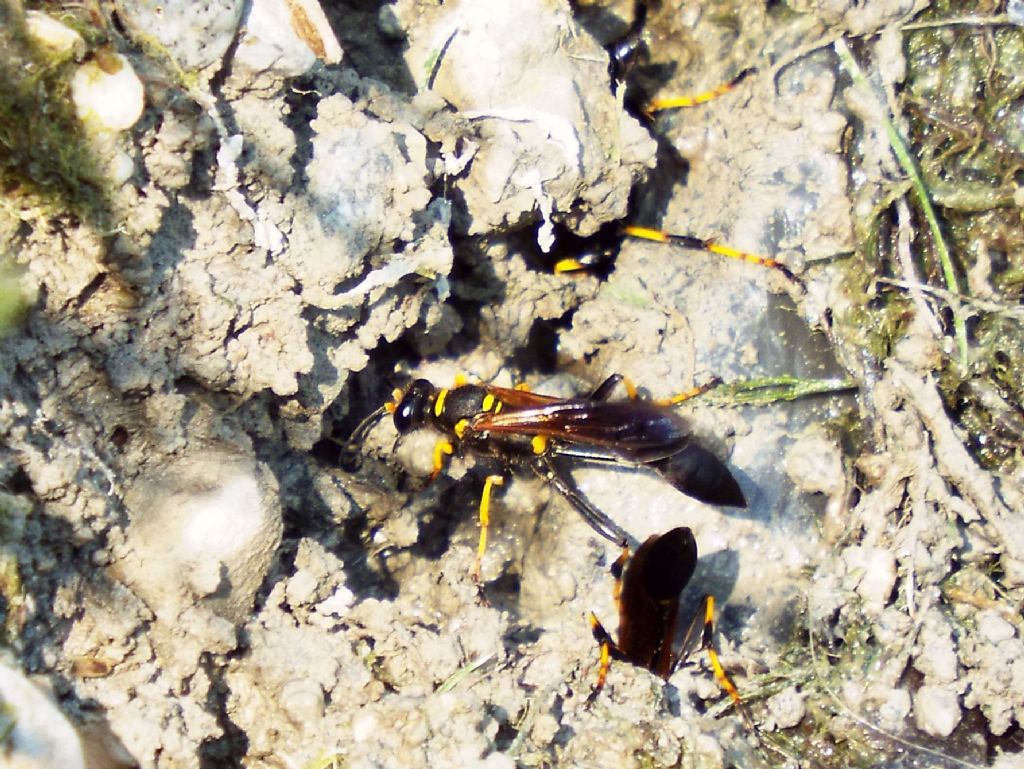 Sphecidae da id.: Sceliphron caementarium