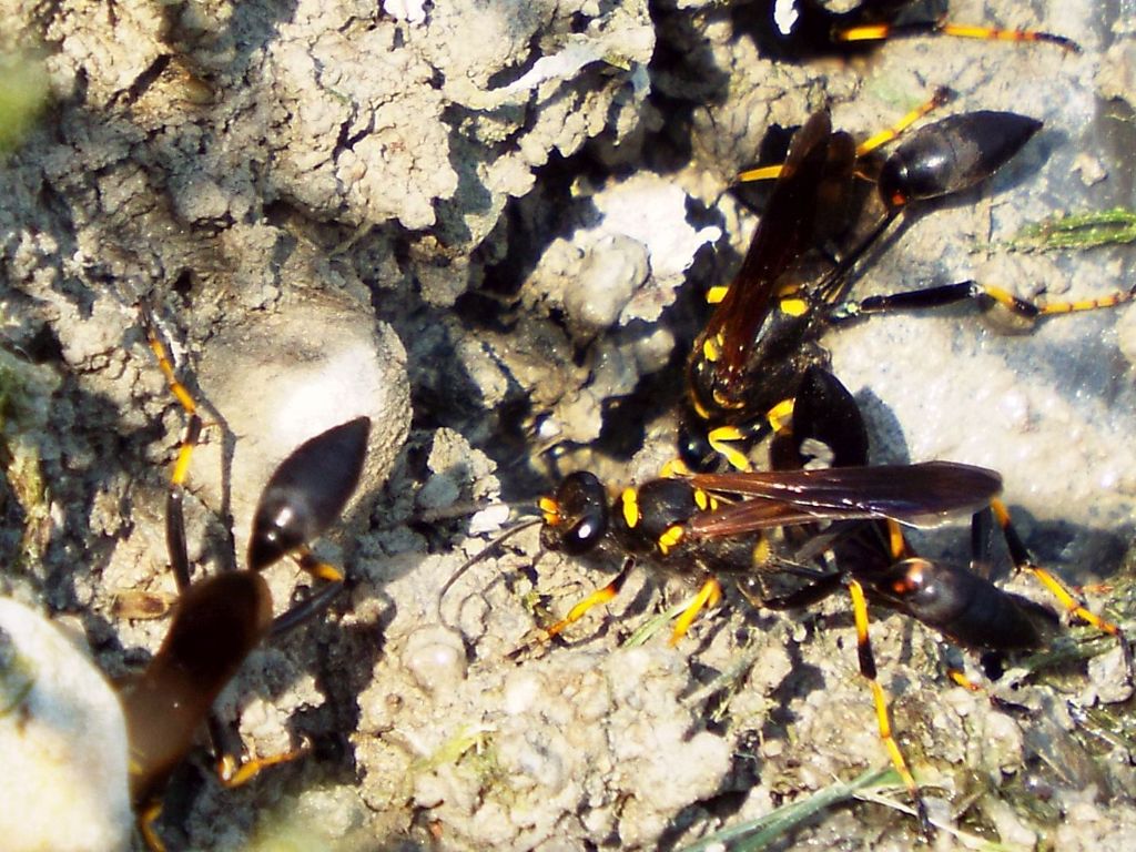 Sphecidae da id.: Sceliphron caementarium