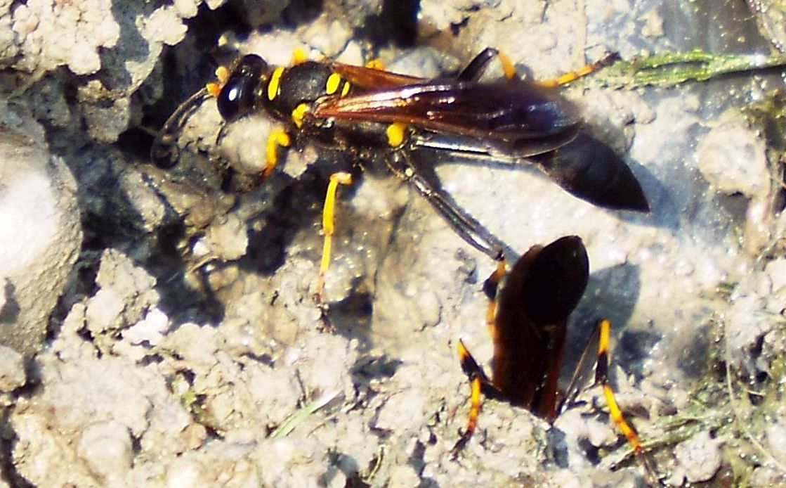 Sphecidae da id.: Sceliphron caementarium