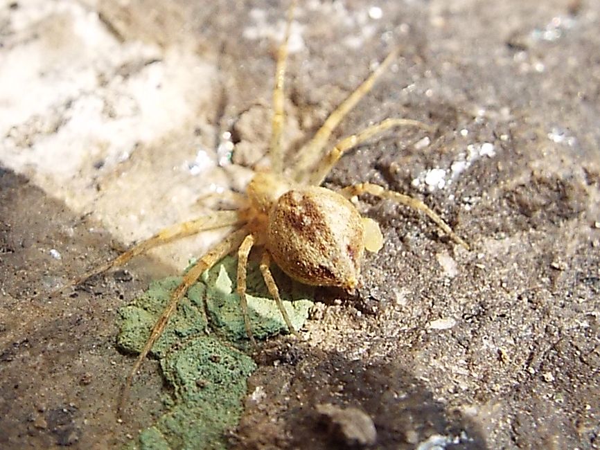 Philodromus sp. e Larinioides sp. prede di Imenottero (cfr. Sceliphron caementarium)