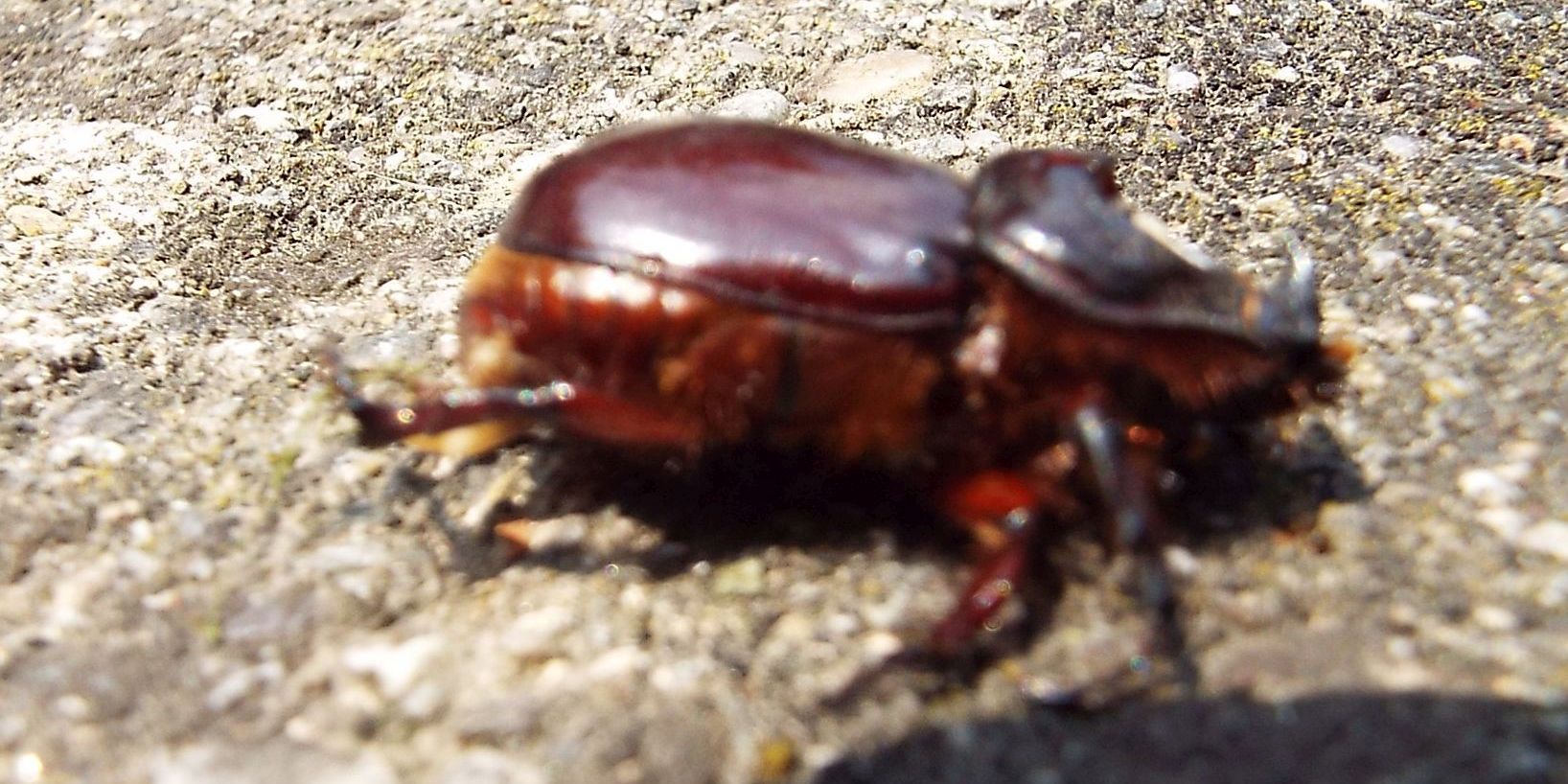 Dynastidae: Oryctes nasicornis (Scarabeo rinoceronte), maschio