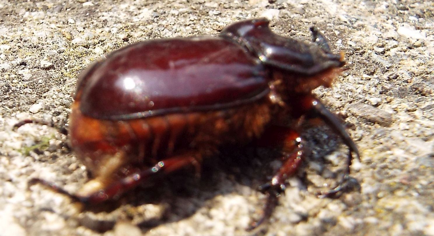 Dynastidae: Oryctes nasicornis (Scarabeo rinoceronte), maschio