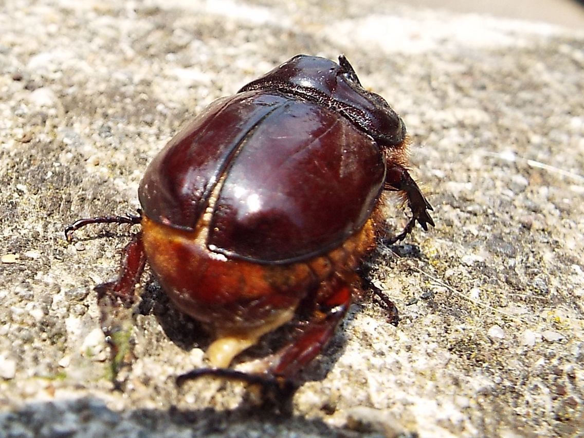 Dynastidae: Oryctes nasicornis (Scarabeo rinoceronte), maschio