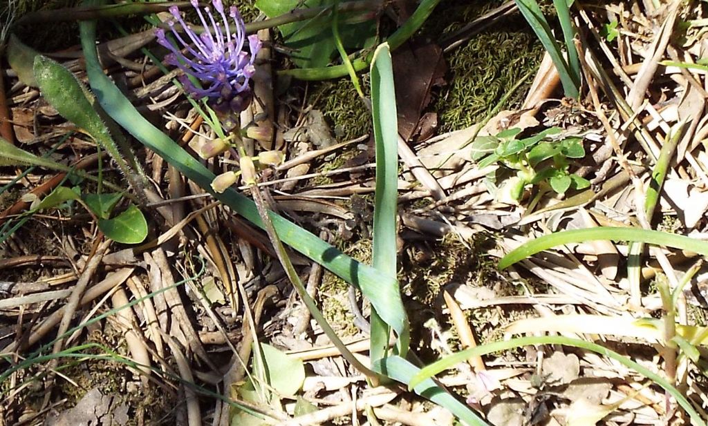 Muscari comosum (Asparagaceae)