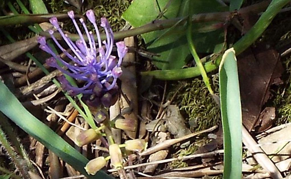 Muscari comosum (Asparagaceae)