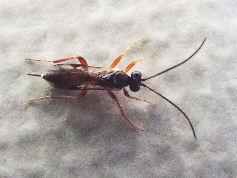 Ichneumonidae femmina da identificare