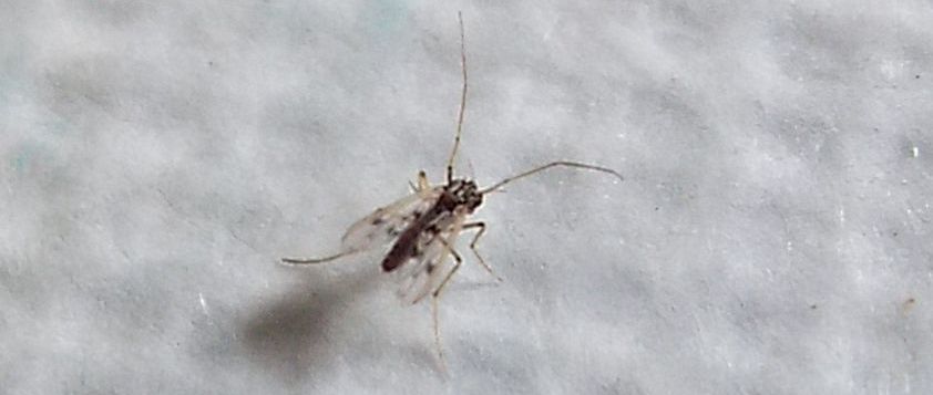 Chironomidae: Polypedilum sp. (cfr.), femmina