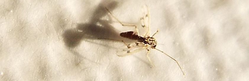 Chironomidae: Polypedilum sp. (cfr.), femmina