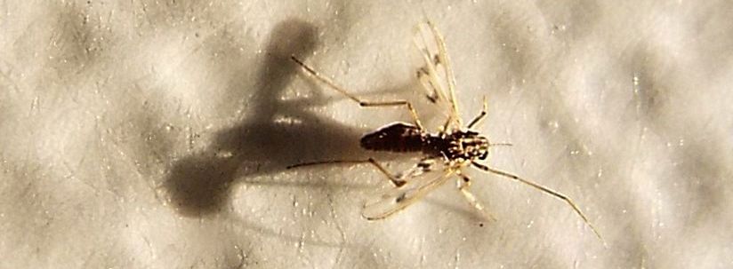 Chironomidae: Polypedilum sp. (cfr.), femmina