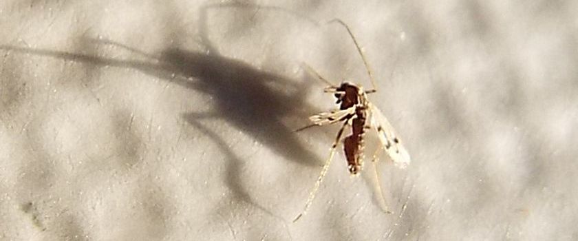 Chironomidae: Polypedilum sp. (cfr.), femmina