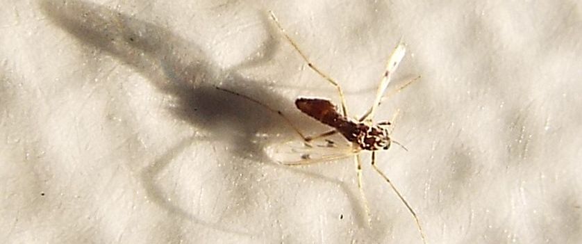 Chironomidae: Polypedilum sp. (cfr.), femmina