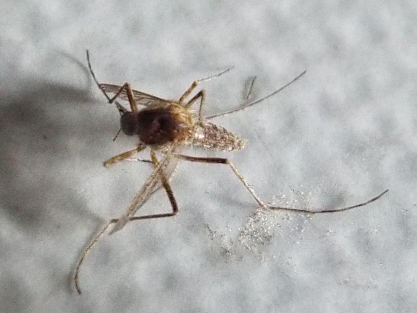 Zanzara da identificare: Aedes sp. (Culicidae)