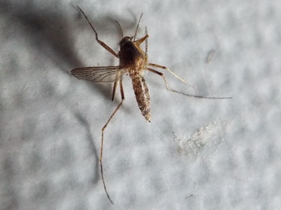 Zanzara da identificare: Aedes sp. (Culicidae)