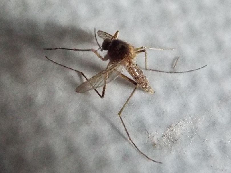 Zanzara da identificare: Aedes sp. (Culicidae)