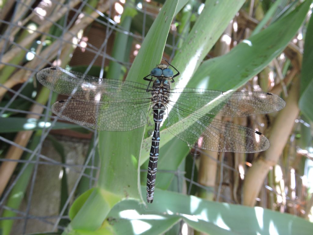 da identificare: Caliaeschna microstigma