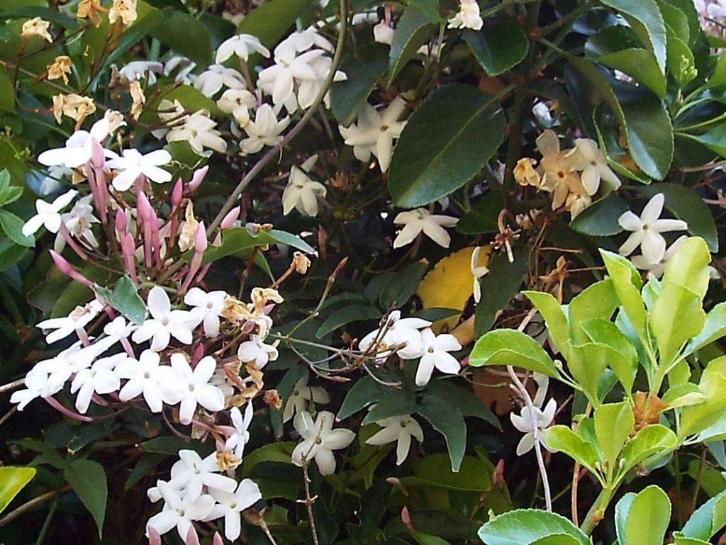 Jasminum polyanthum (Oleaceae)