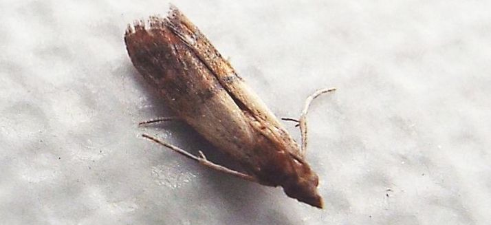 Plodia interpunctella  (Pyralidae)