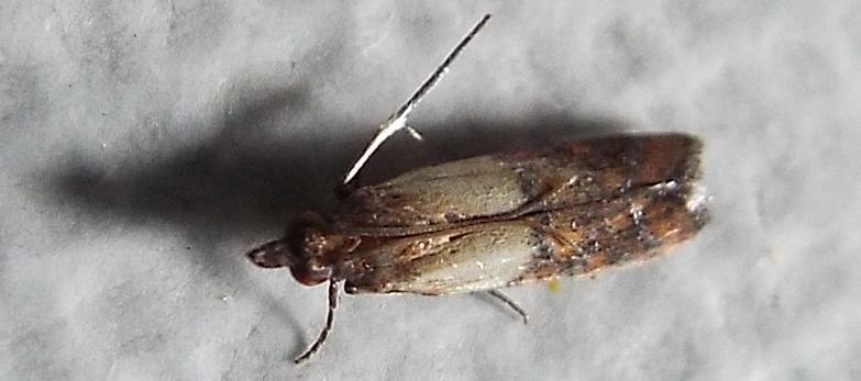 Plodia interpunctella  (Pyralidae)