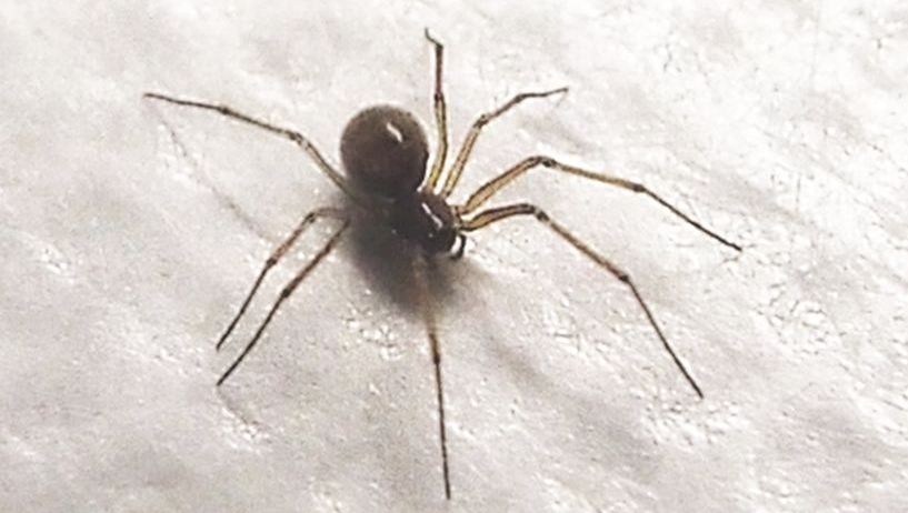 Un''altra Steatoda triangulosa? No, Linyphiidae: cfr. Tenuiphantes sp.  - Milano