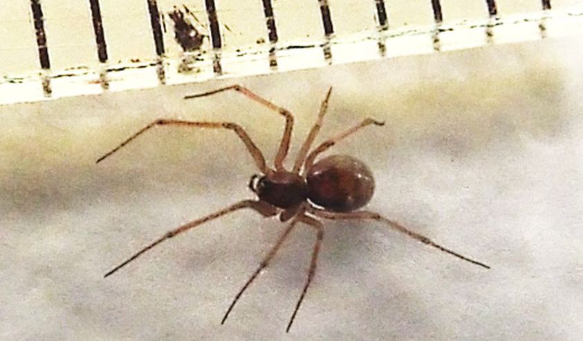 Un''altra Steatoda triangulosa? No, Linyphiidae: cfr. Tenuiphantes sp.  - Milano