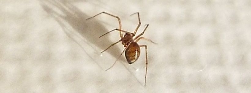 Un''altra Steatoda triangulosa? No, Linyphiidae: cfr. Tenuiphantes sp.  - Milano