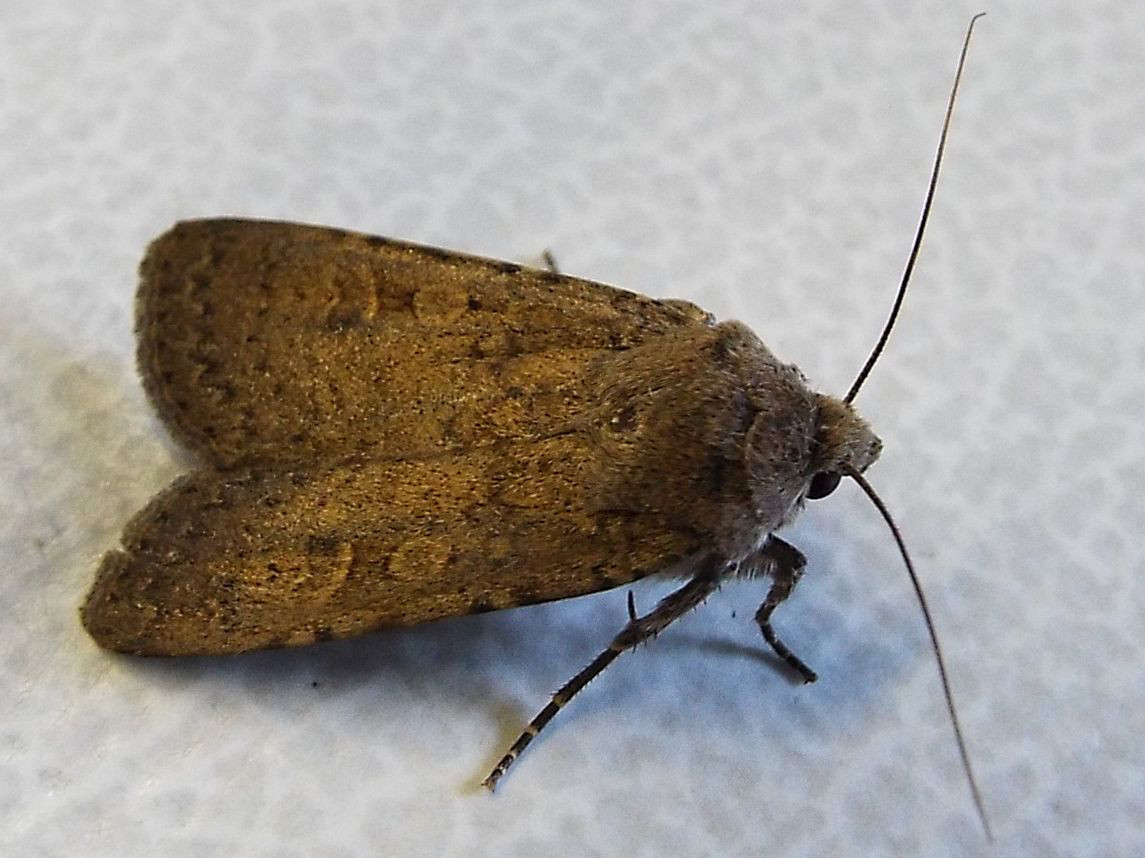 Rhyacia simulans (Noctuidae)