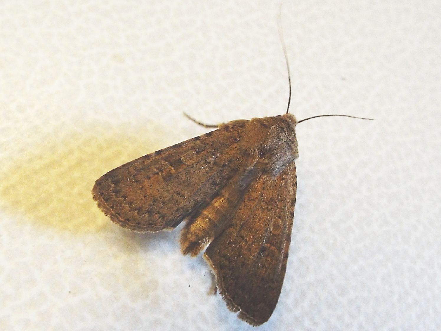 Rhyacia simulans (Noctuidae)