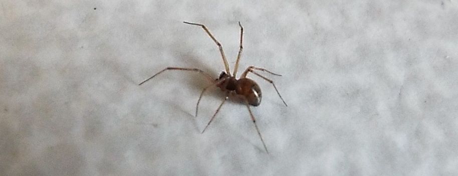 Un''altra Steatoda triangulosa? No, Linyphiidae: cfr. Tenuiphantes sp.  - Milano