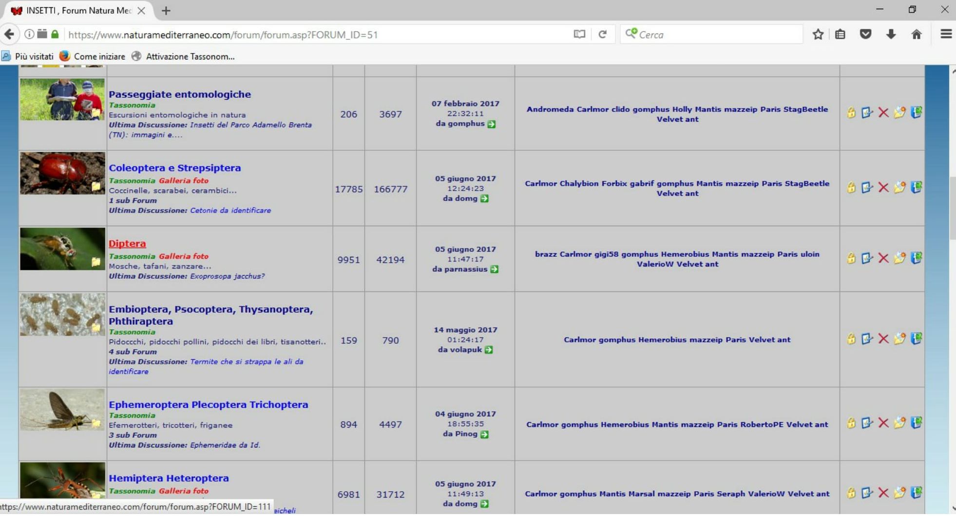 Miridae: Adelphocoris reicheli