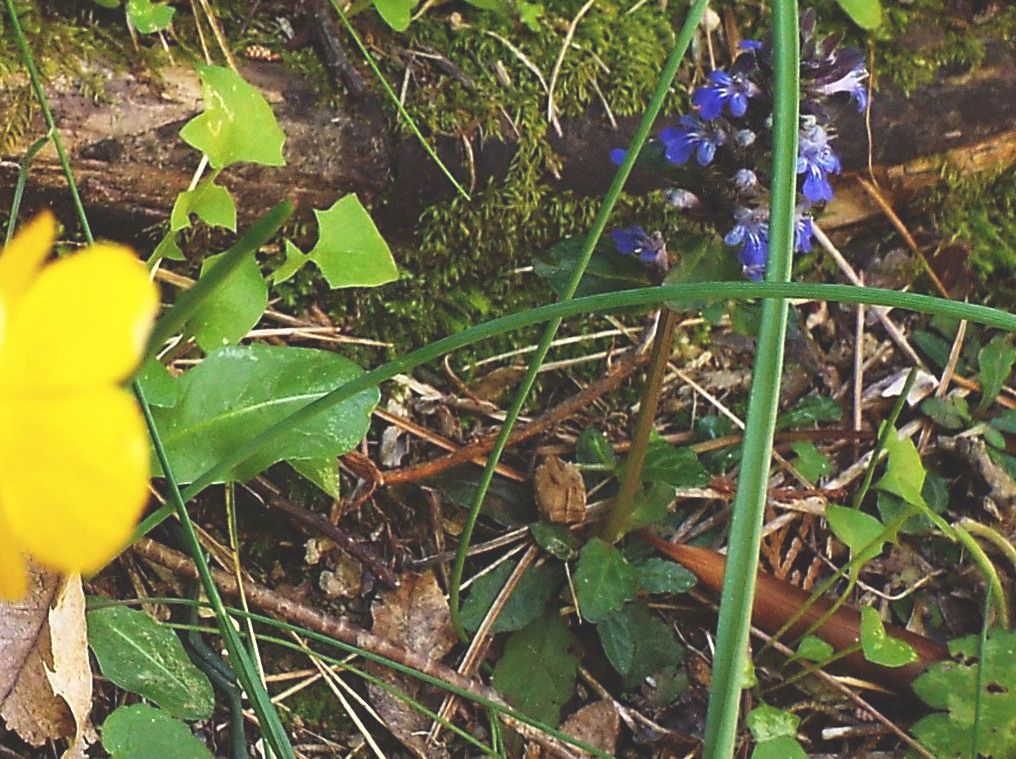 Ajuga reptans (Lamiaceae)