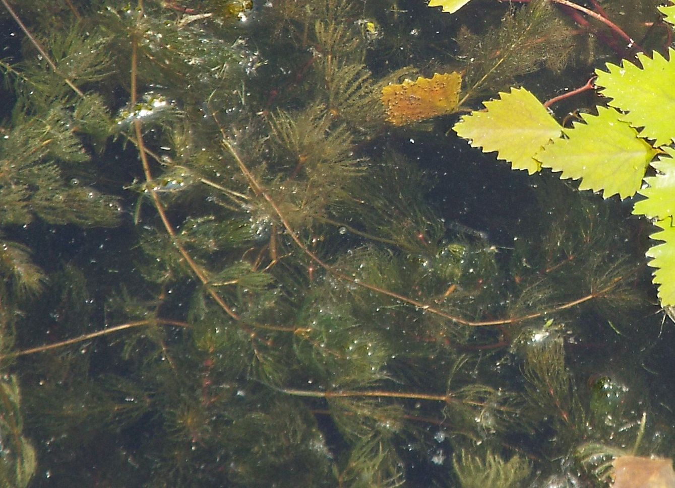 Piante sommerse da identificare