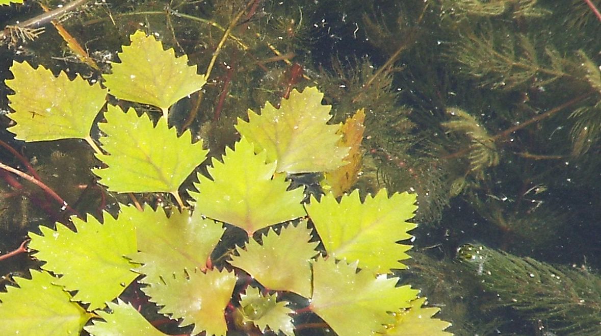 Piante sommerse da identificare