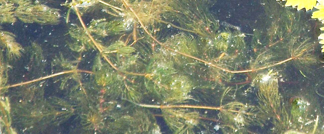 Piante sommerse da identificare