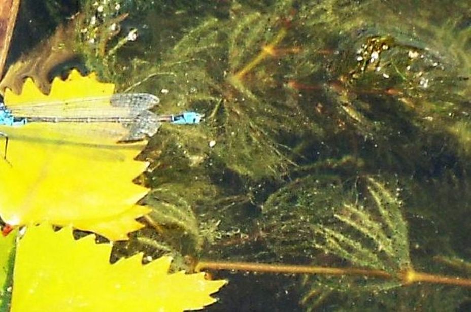 Piante sommerse da identificare