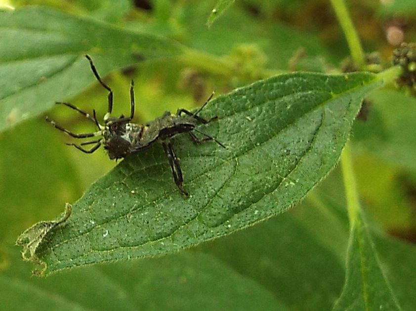 Halyomorpha halys (Pentatomidae)  che sta abbandonando l''esuvia