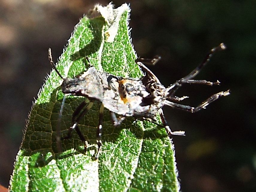 Halyomorpha halys (Pentatomidae)  che sta abbandonando l''esuvia