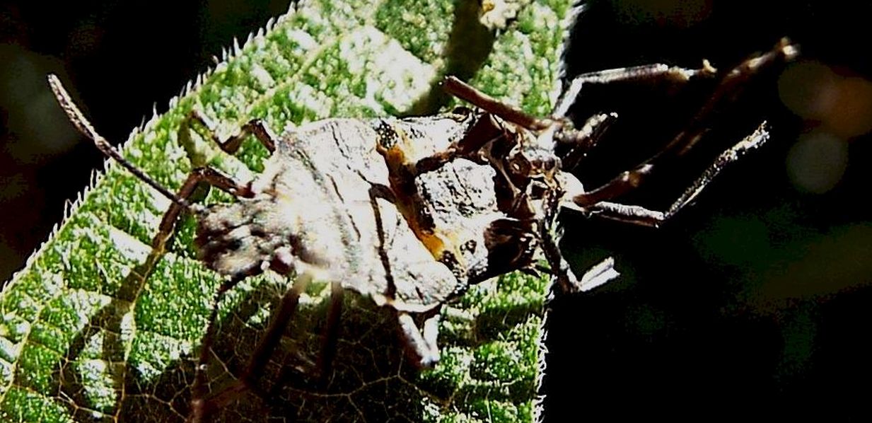 Halyomorpha halys (Pentatomidae)  che sta abbandonando l''esuvia