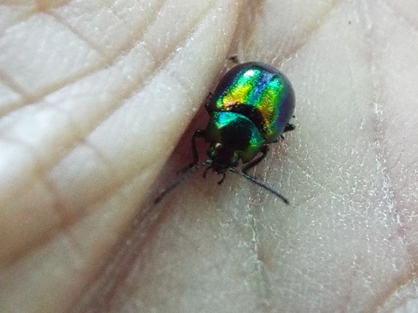 Chrysomelidae:  una Chrysolina? S, Chrysolina fastuosa