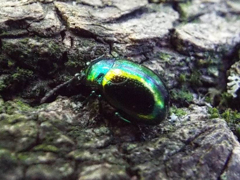 Chrysomelidae:  una Chrysolina? S, Chrysolina fastuosa